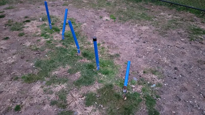 Elmwood Park Dog Park 10