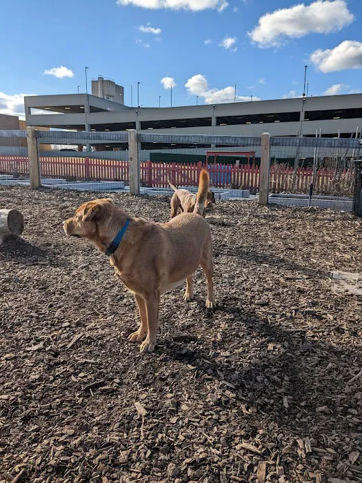 Ridge Hill Dog Park 10