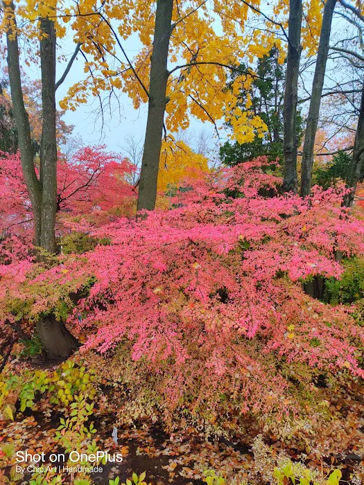Tenafly Dog Park 10