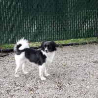 Tenafly Dog Park ico