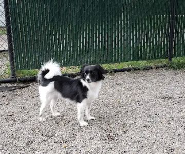 Tenafly Dog Park