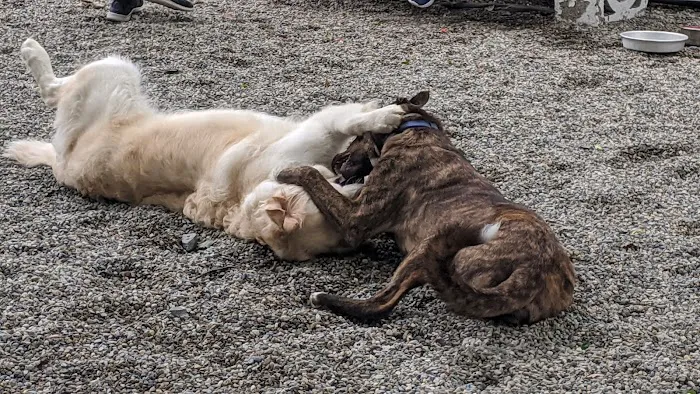 Tenafly Dog Park 9