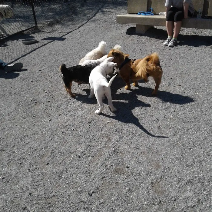 Bark Park - Off-Leash Dog Run for Members Only 5