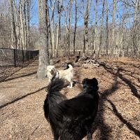 Blydenburgh Dog Park Area ico