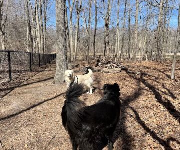 Blydenburgh Dog Park Area
