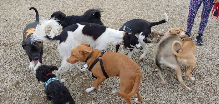 Mill River Bark Park 2