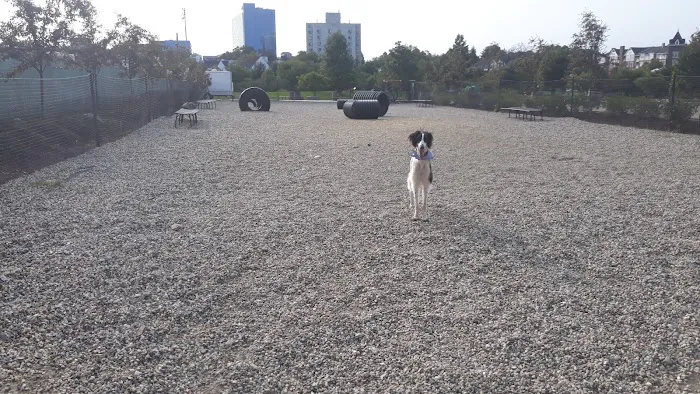 Mill River Bark Park 3