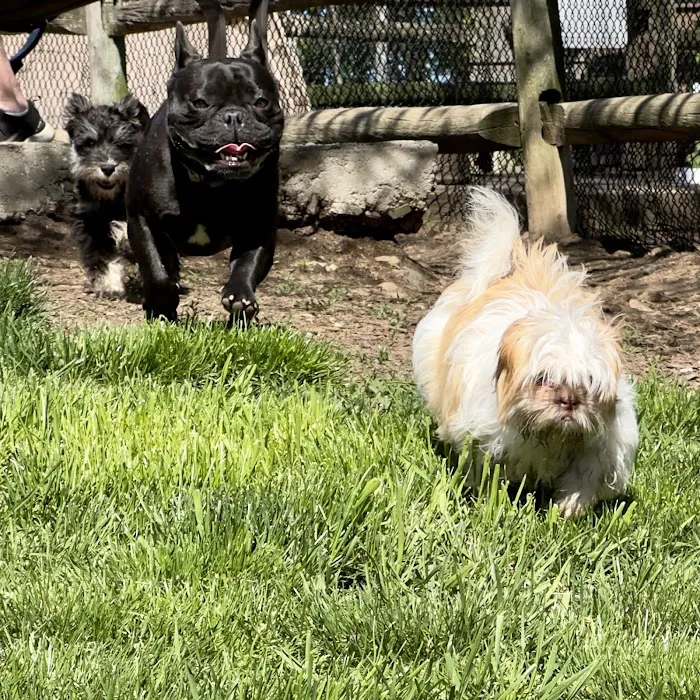 Stamford Dog Park 4