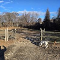 Stamford Dog Park ico