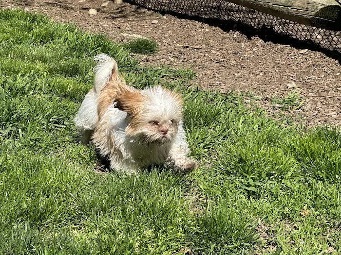 Stamford Dog Park 3