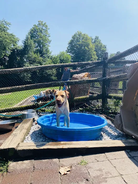 Stamford Dog Park 7