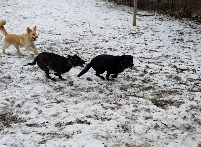 Stamford Dog Park 9