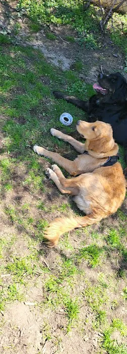 Stamford Dog Park 10