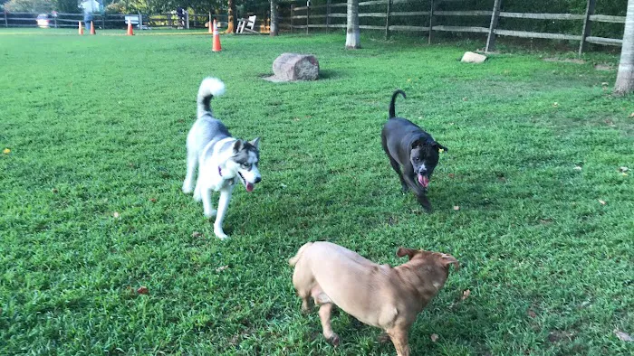 Rowayton Dog Park 5