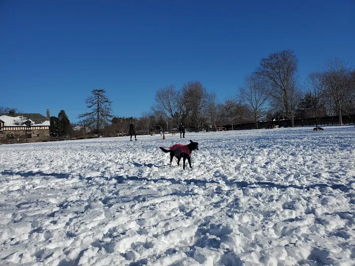 Rowayton Dog Park 9