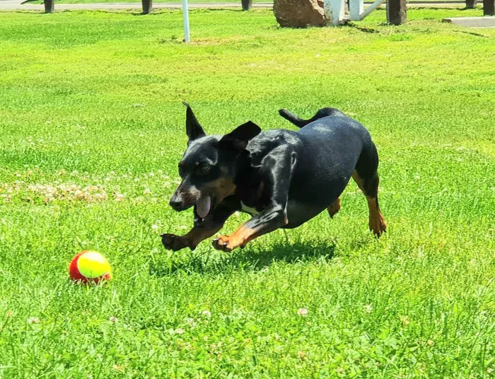 Taylor Farm Dog Park 8