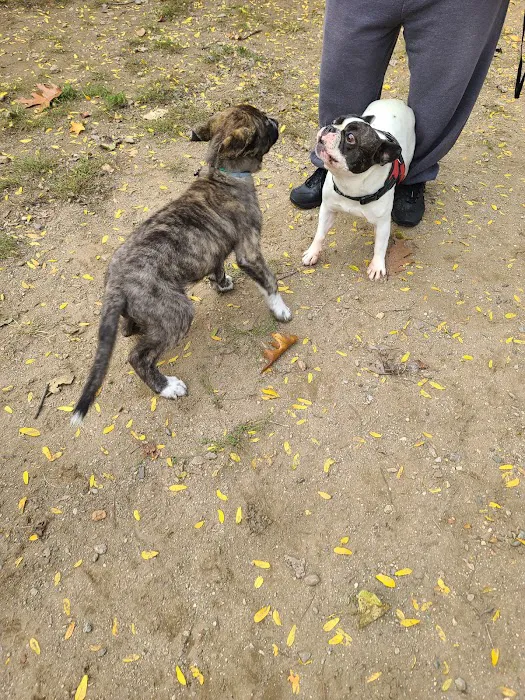 Elmsford Dog Park 5