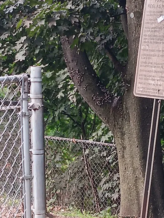Elmsford Dog Park 6
