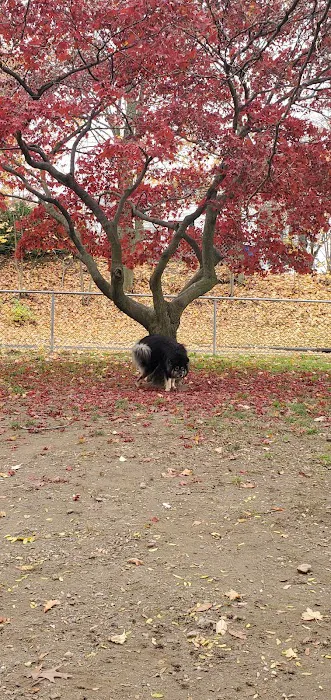 Elmsford Dog Park 3