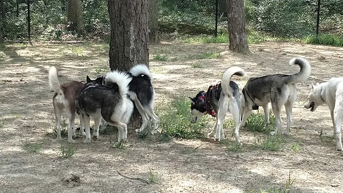 Selden Dog Park 7
