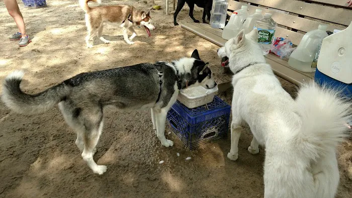 Selden Dog Park 6