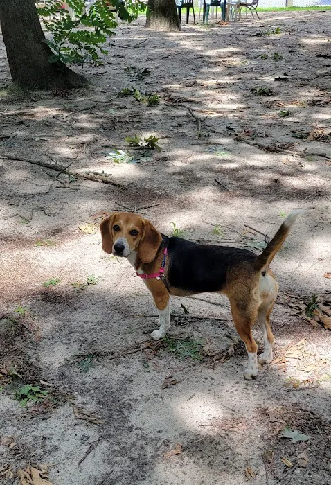 Selden Dog Park 8