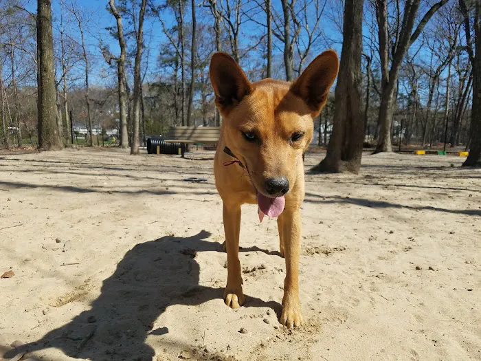 Selden Dog Park 5