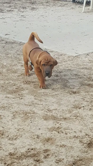 Selden Dog Park 3