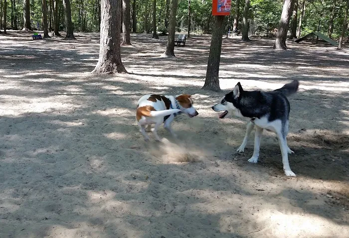 Selden Dog Park 10