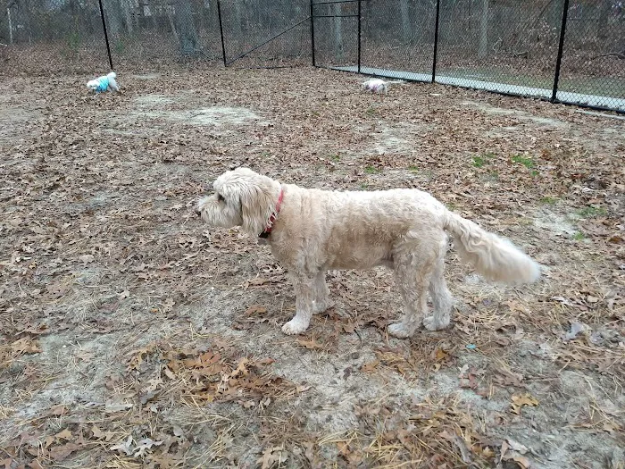 Selden Dog Park 1