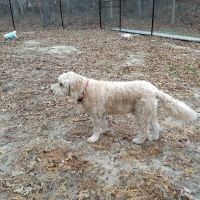 Selden Dog Park ico