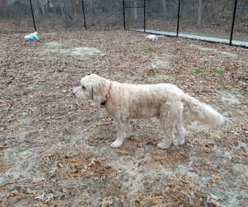 Selden Dog Park