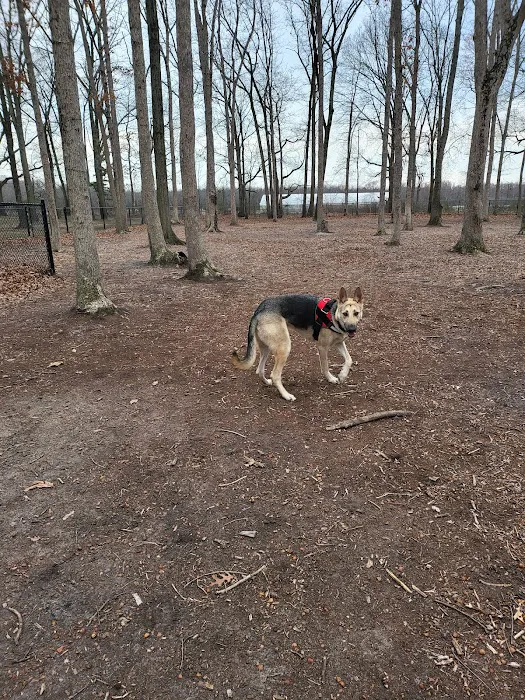 Nash Dog Park 6