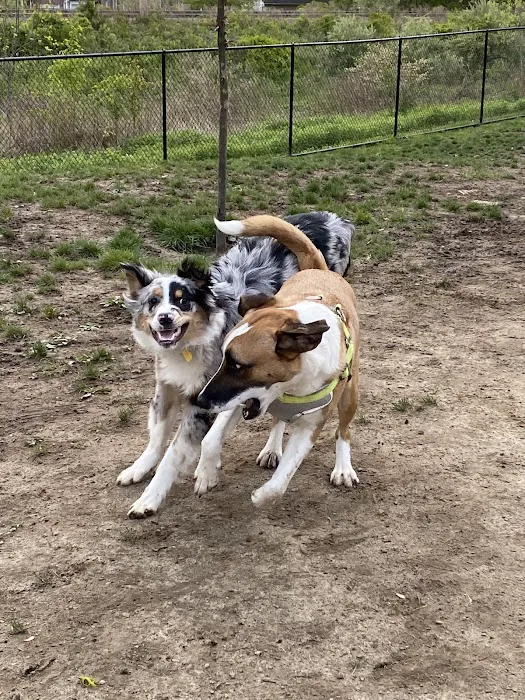 Wharton Dog Park 10