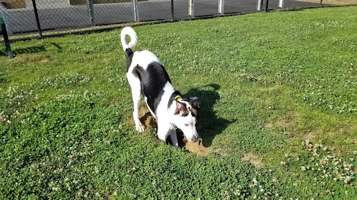 Wharton Dog Park 2