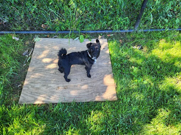 Jefferson Field Dog Park 9