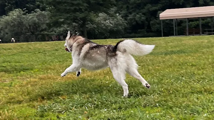 Dog Park at Turkey Brook 3