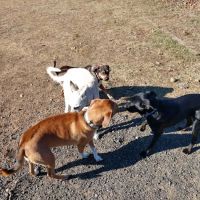 Dog Park at Turkey Brook ico