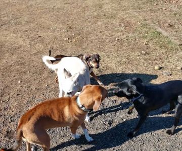 Dog Park at Turkey Brook