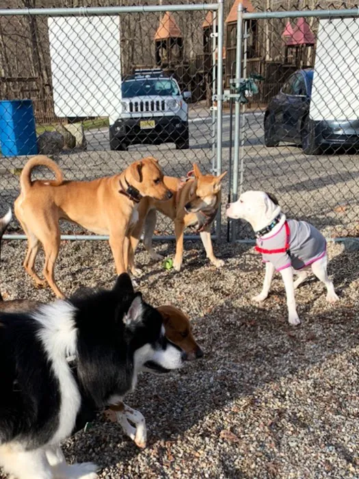 Jefferson Dogpark 2