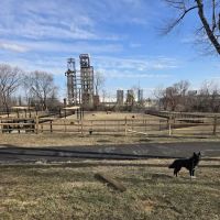 Hero Dog Park ico