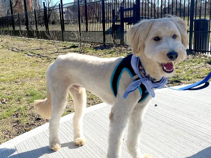 Hero Dog Park 7