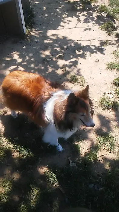 Morrisville Dog Park 1
