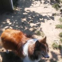 Morrisville Dog Park ico