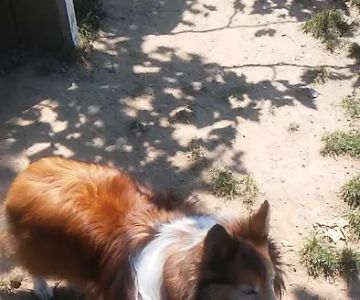Morrisville Dog Park