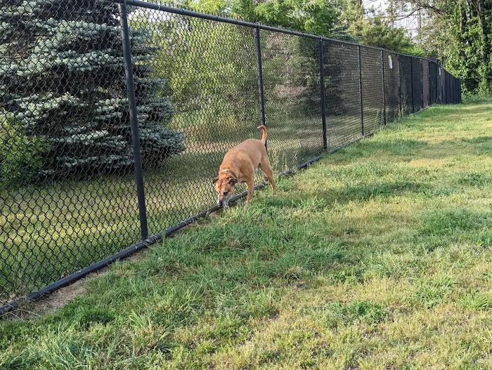 Morrisville Dog Park 7