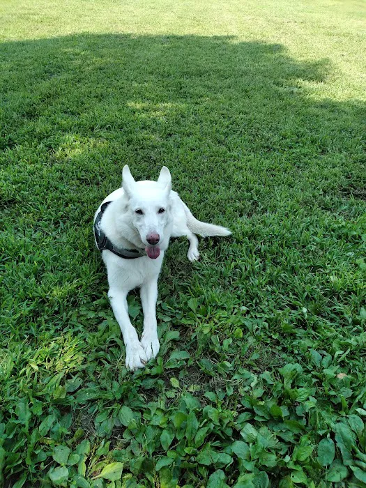 Morrisville Dog Park 4