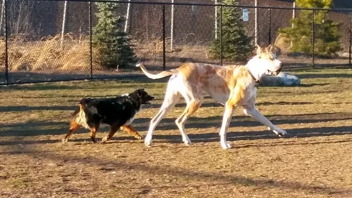 Morrisville Dog Park 3