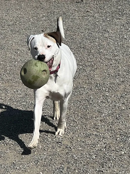 Glen Rock NJ Dog Park 1