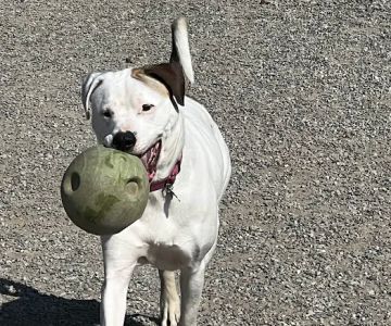 Glen Rock NJ Dog Park